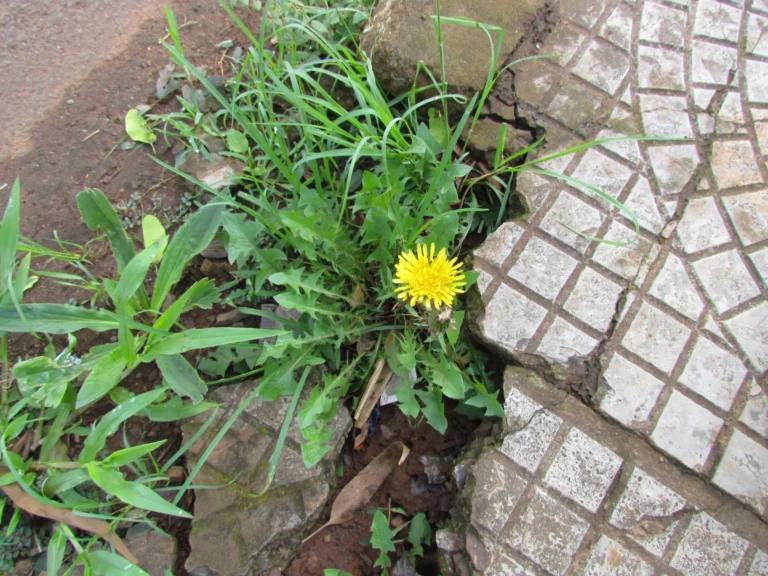 Taraxacum (21)