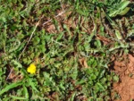 Taraxacum (19)