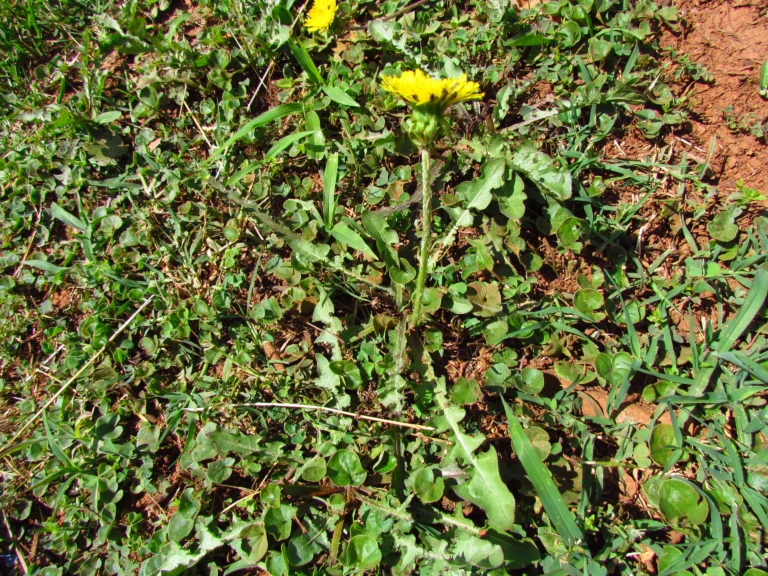 Taraxacum (17)