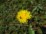 Taraxacum (15)