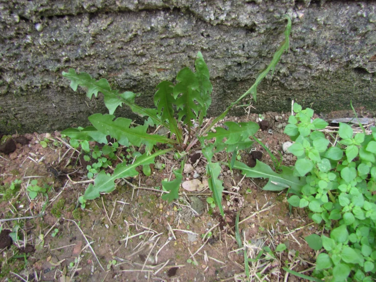 Taraxacum (13)