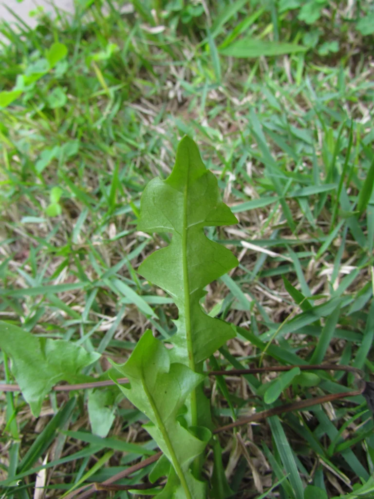 Taraxacum (12)