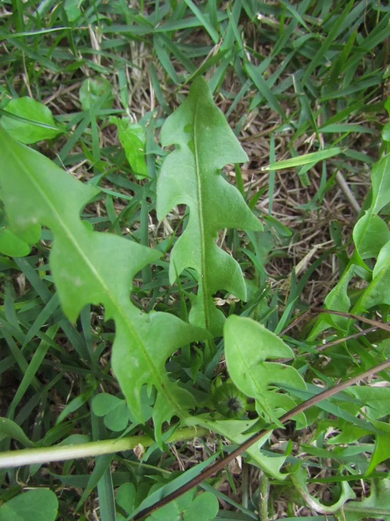 Taraxacum (9)