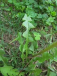 Taraxacum (8)