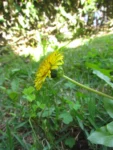 Taraxacum (5)