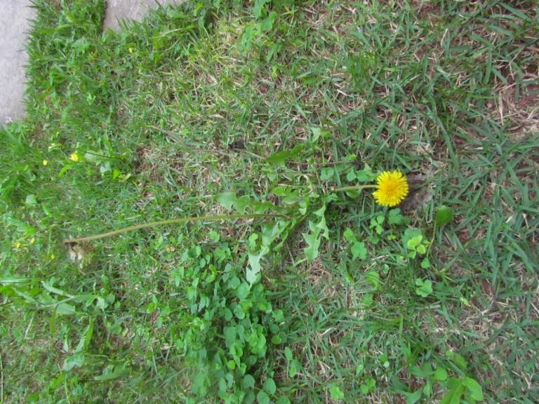 Taraxacum (1)