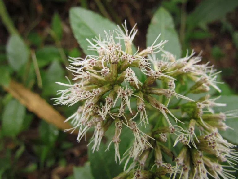Symphyopappus lymansmithii (13)