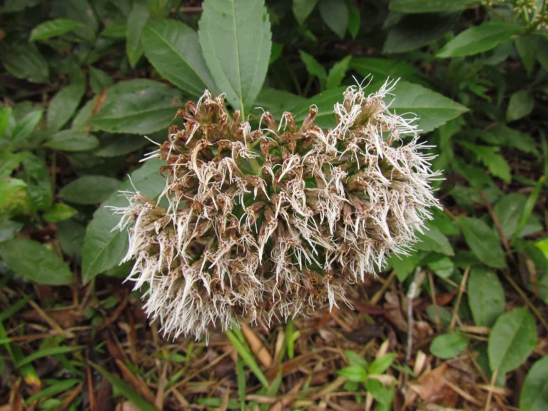 Symphyopappus lymansmithii (12)
