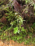 Symphyopappus lymansmithii (10)