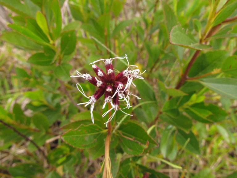Symphyopappus lymansmithii (9)