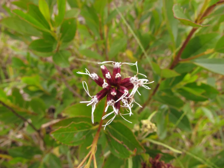 Symphyopappus lymansmithii (1)