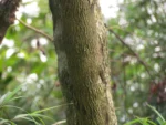 Symphyopappus itatiaiensis (10)