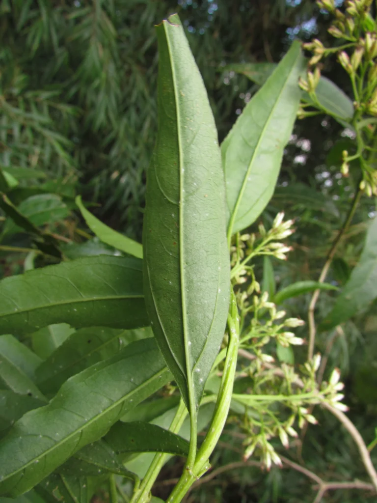 Symphyopappus itatiaiensis (9)