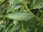 Symphyopappus itatiaiensis (7)