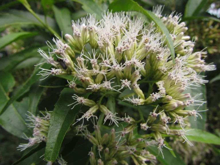 Symphyopappus itatiaiensis (5)