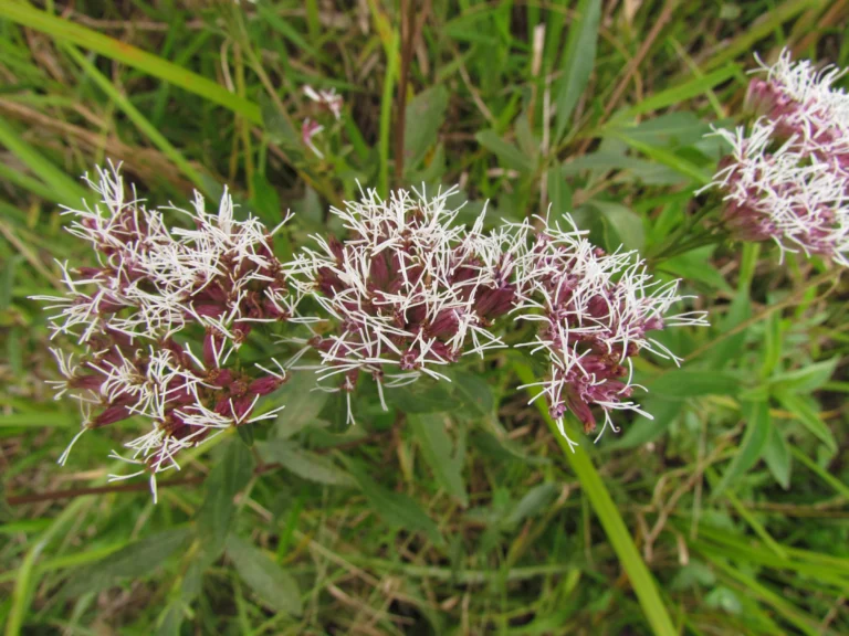 Symphyopappus compressus (24)