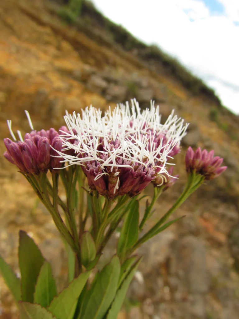 Symphyopappus compressus (18)