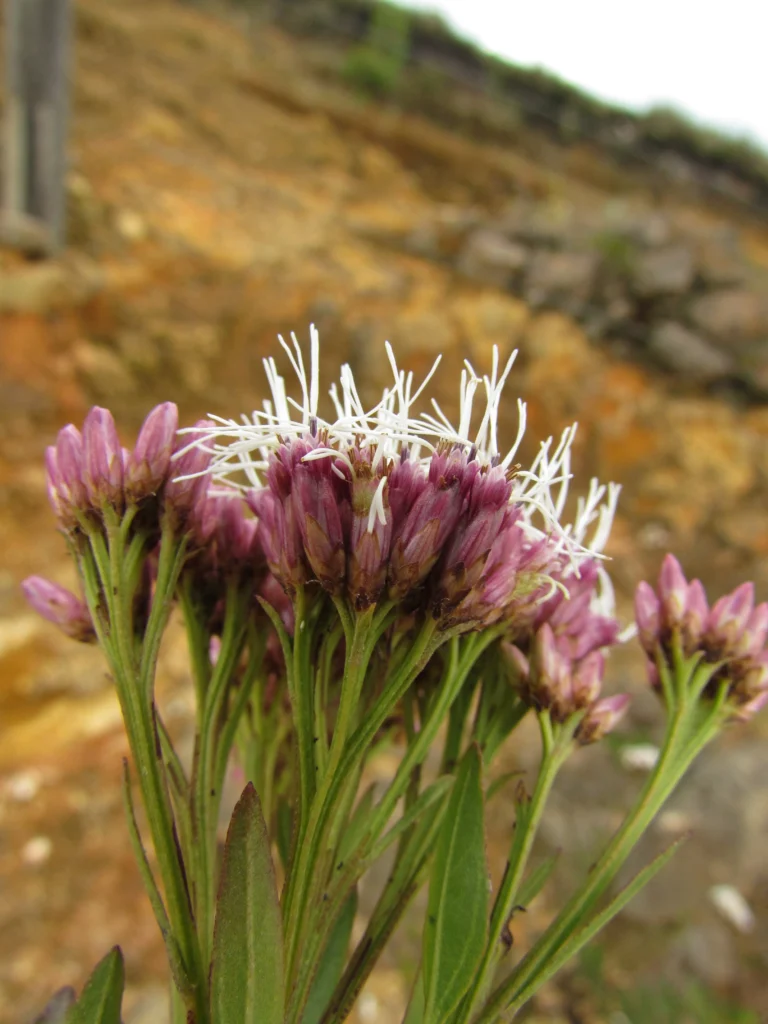 Symphyopappus compressus (19)