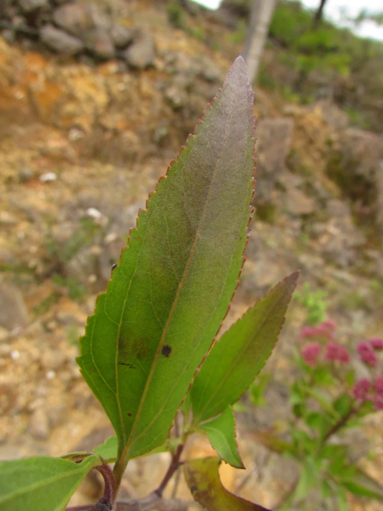 Symphyopappus compressus (15)