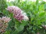 Symphyopappus casarettoi (29)