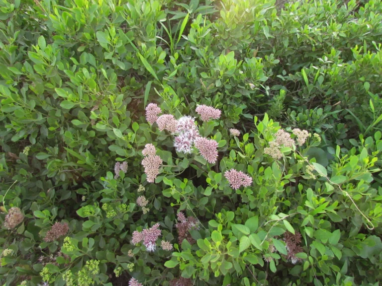 Symphyopappus casarettoi (27)