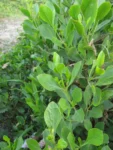 Symphyopappus casarettoi (26)