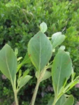Symphyopappus casarettoi (24)