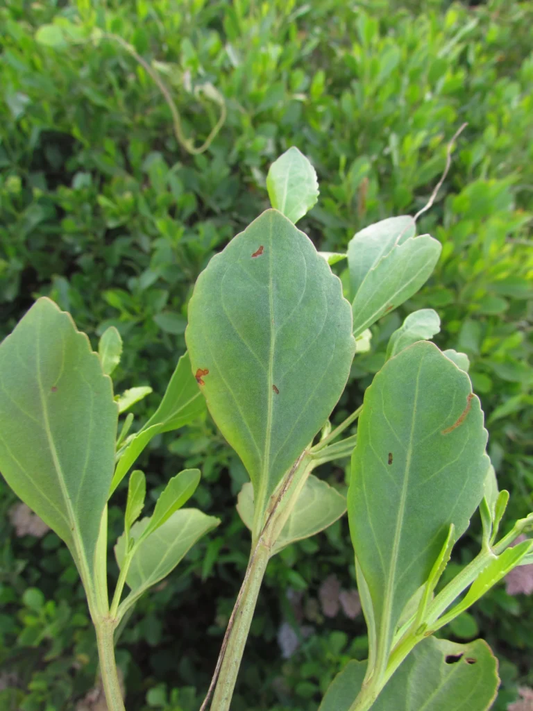 Symphyopappus casarettoi (24)