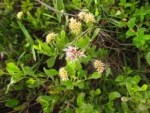 Symphyopappus casarettoi (21)