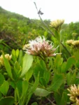 Symphyopappus casarettoi (19)