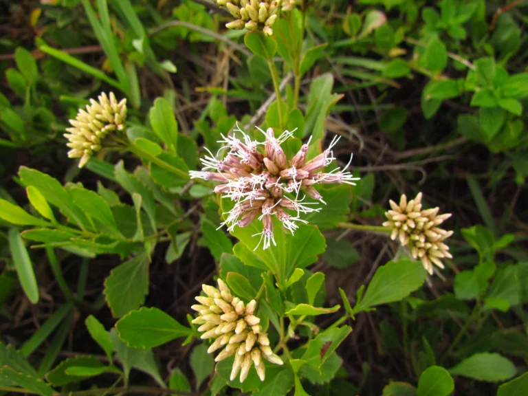 Symphyopappus casarettoi (18)