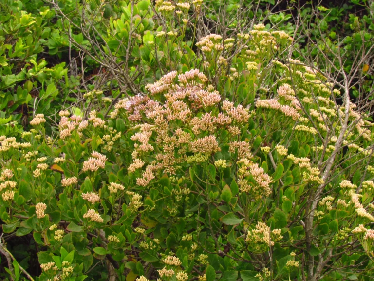 Symphyopappus casarettoi (16)