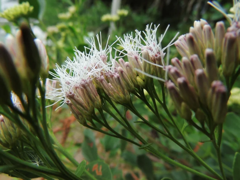 Symphyopappus casarettoi (11)