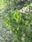 Symphyopappus casarettoi (5)
