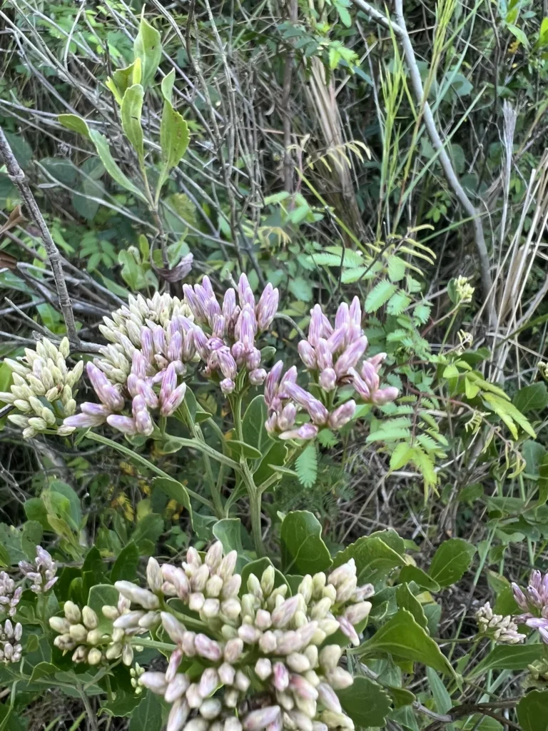 Symphyopappus casarettoi (4)