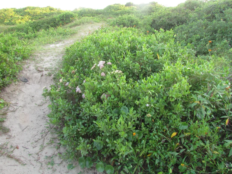 Symphyopappus casarettoi (1)