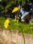 Sonchus oleraceus (27)