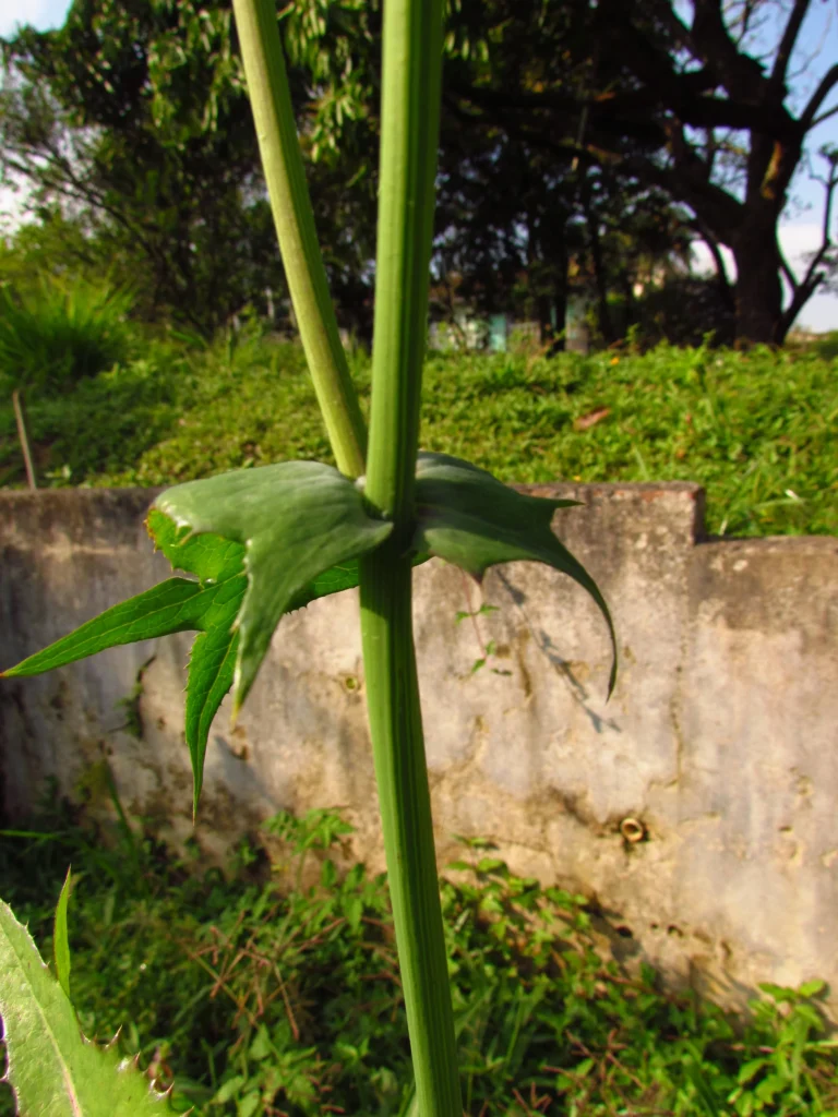 Sonchus oleraceus (24)