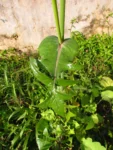 Sonchus oleraceus (21)
