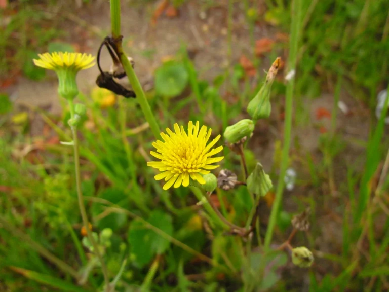 Sonchus oleraceus (18)