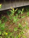 Sonchus oleraceus (12)