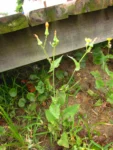 Sonchus oleraceus (11)
