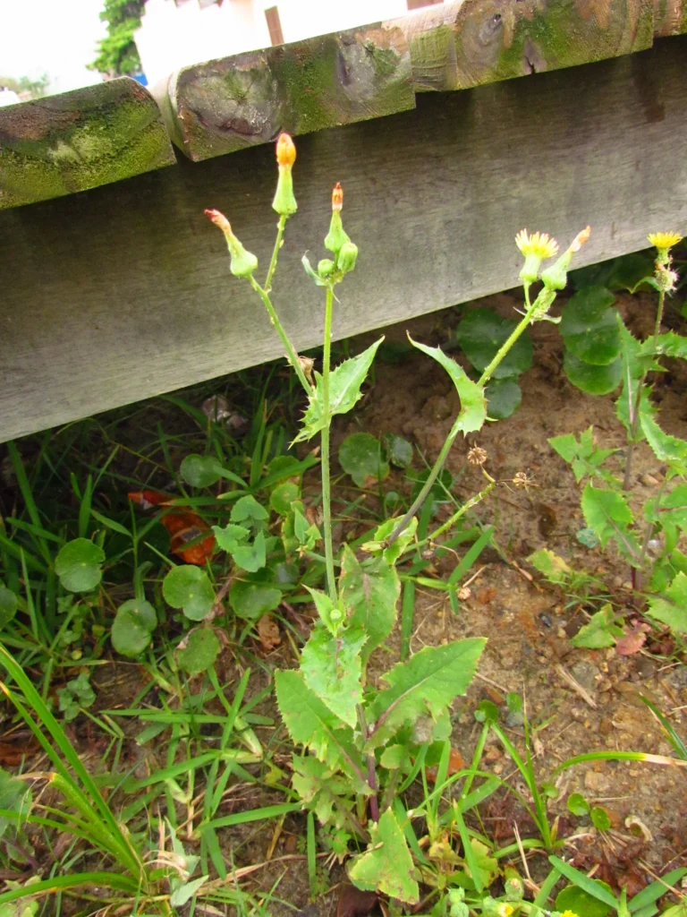 Sonchus oleraceus (11)