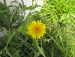 Sonchus oleraceus (1)