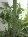 Sonchus oleraceus (3)