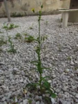 Sonchus asper (23)