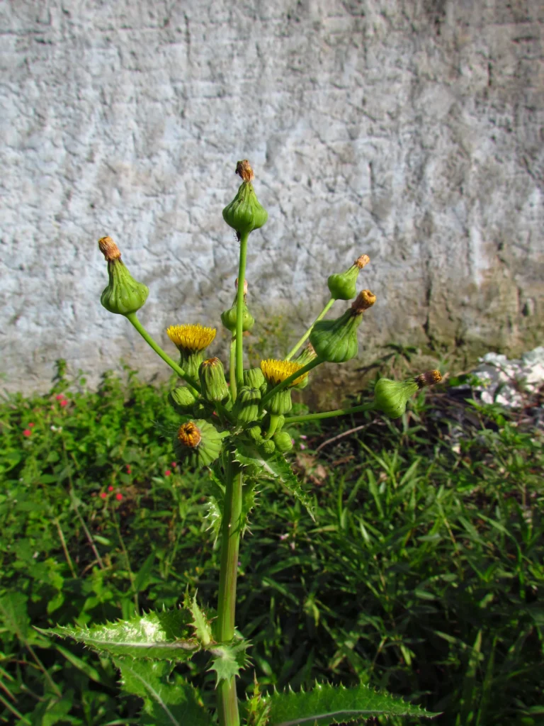 Sonchus asper (20)