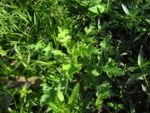 Sonchus asper (16)