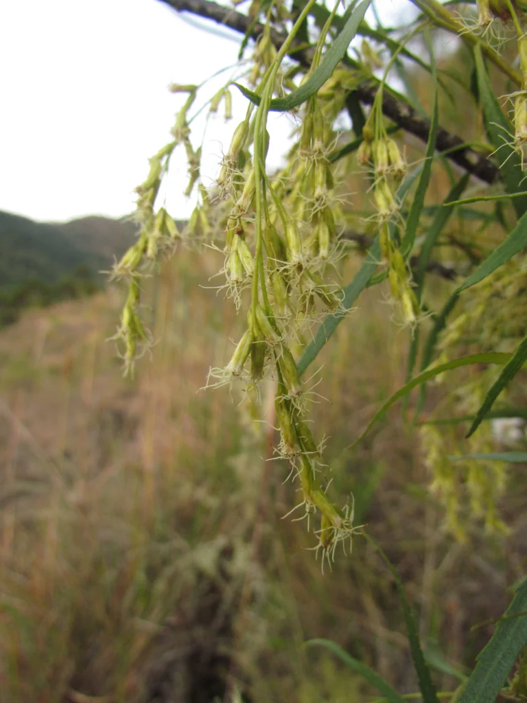 Raulinoreitzia tremula (6)