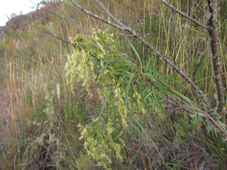 Raulinoreitzia tremula (4)